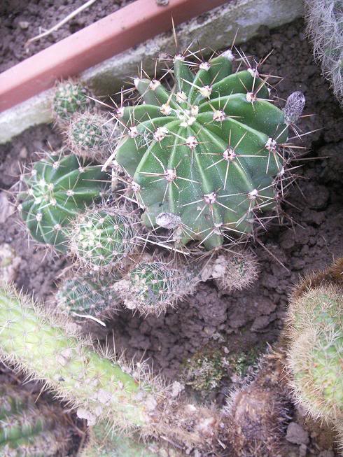 04_cactus.jpg