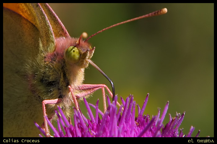 04_Colias_croceus.jpg
