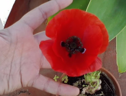 04_flor+mano+2.jpg