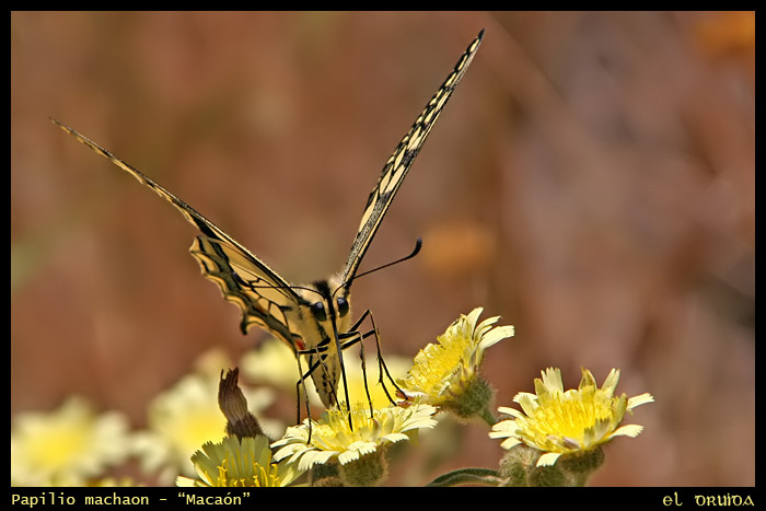 04_Macan-Papilio_machaon.jpg