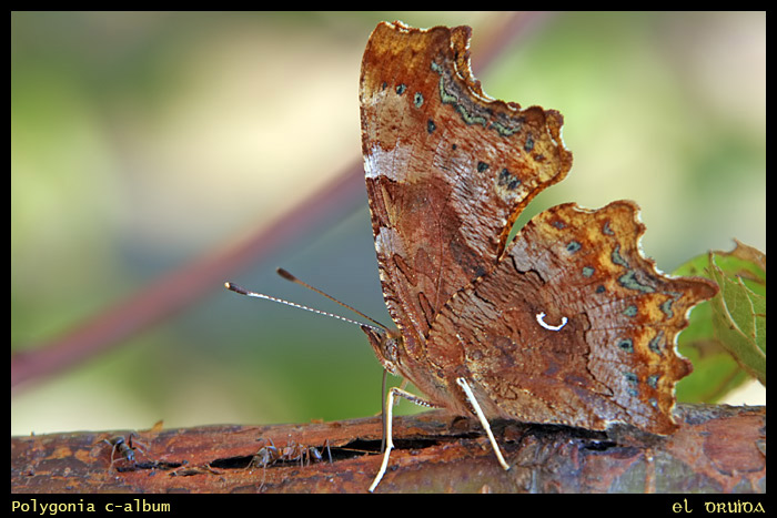 04_Polygonia_c-album.jpg