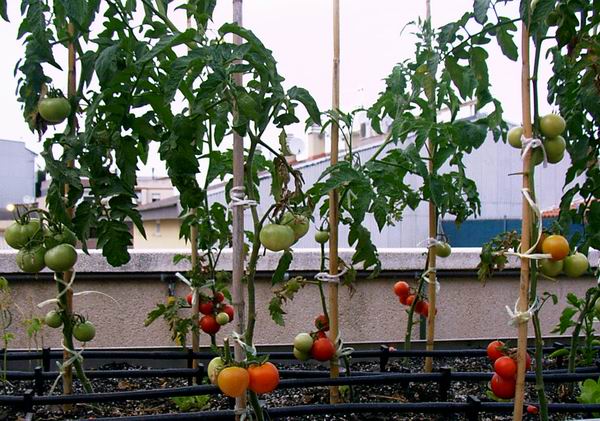 04_tomaquets_2.JPG