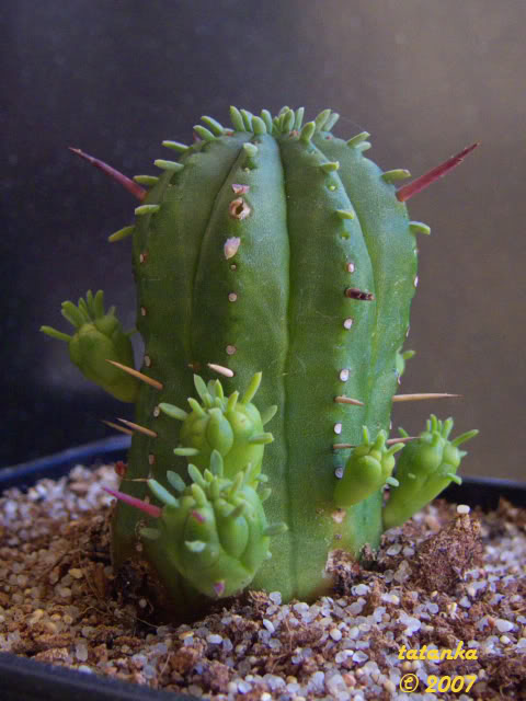 04P1000827.jpg