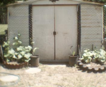 05-19-2009_Cucumbers_002.jpe