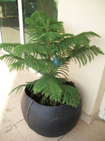 05%252520bird%252520in%252520tree%252520in%252520tire.jpg