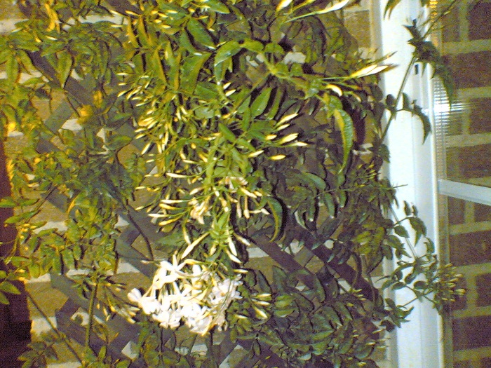 05032007(001).jpg