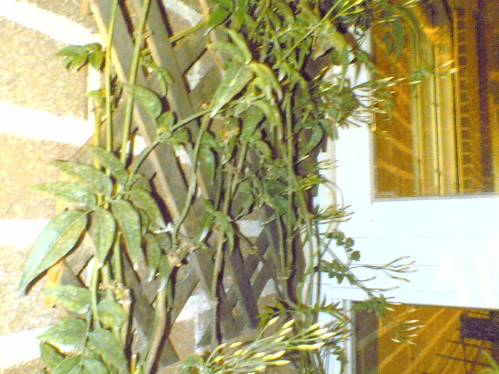 05032007(004).jpg