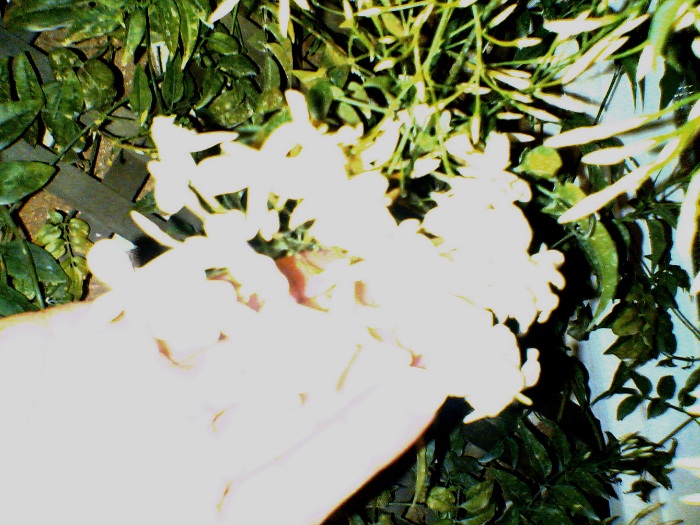 05032007(005).jpg