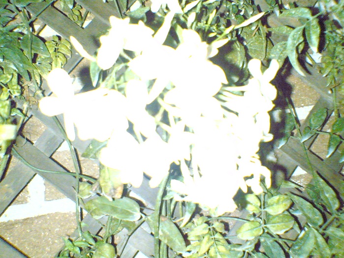 05032007(006).jpg
