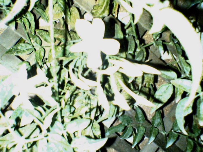 05032007(007).jpg