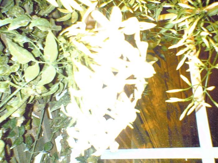 05032007(008).jpg