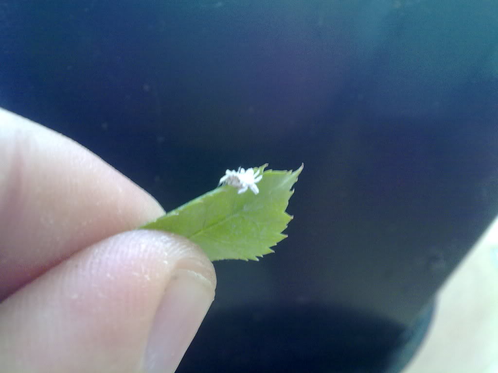 05082010105.jpg