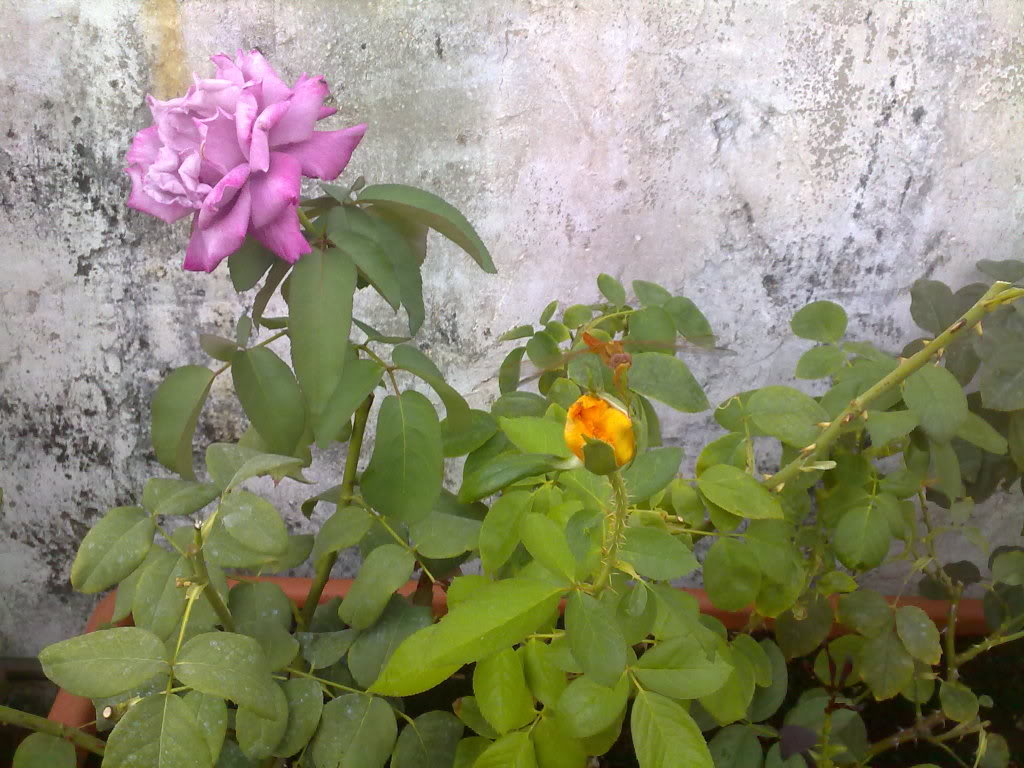 05082010108.jpg