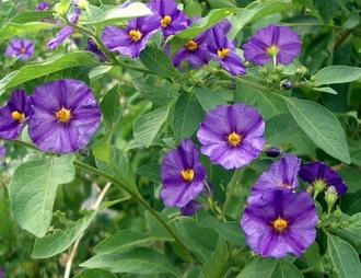 050829solanum_rantonnetii.JPG