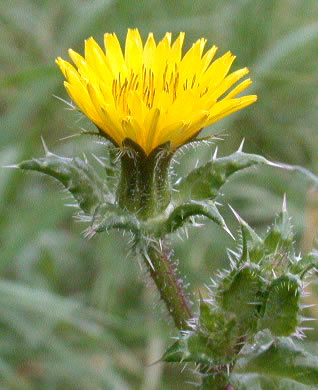 050922-picris-echioides.jpg