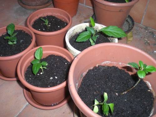 051009_Plantita1.JPG