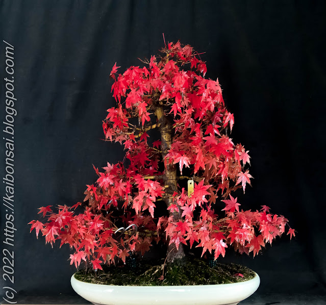 05122022-palmatums2%20012.jpg