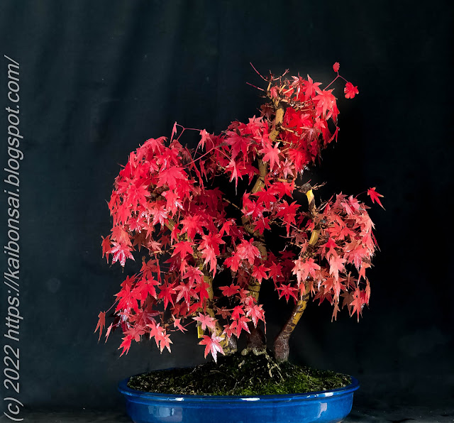 05122022-palmatums2%20013.jpg