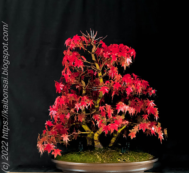 05122022-palmatums2%20016-2.jpg