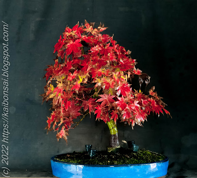 05122022-palmatums2%20020.jpg
