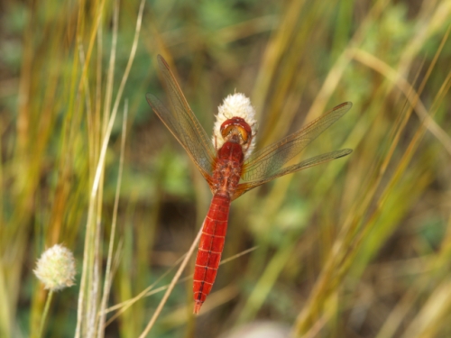 05240023libelula.jpg