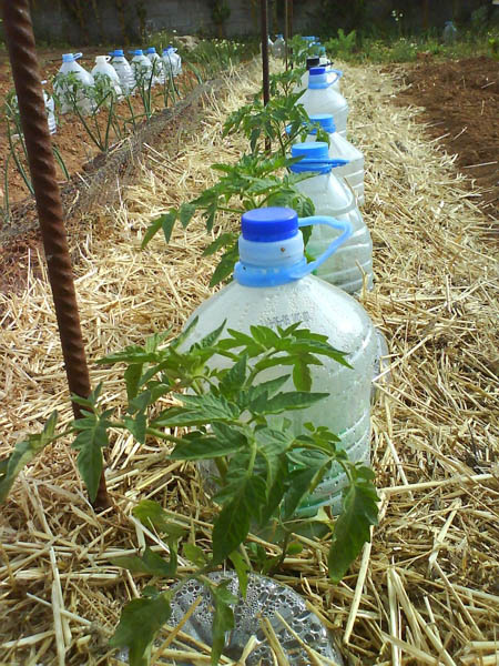 05657-sistmariegosolarhuertourbanojardinitis1.jpg