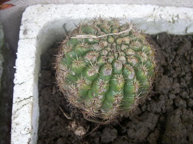 05_cactus.jpg
