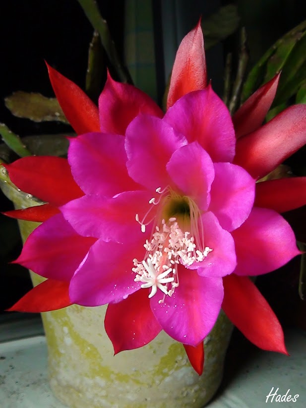 05_flor2.jpg