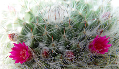05abril-mammilaria3.jpg