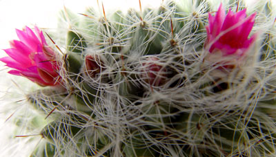 05abril-mammilaria4.jpg