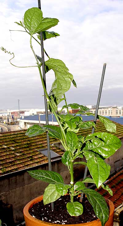 05dicpassi3.jpg
