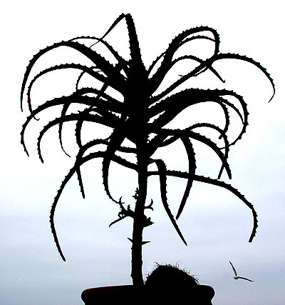 05julioaloearborescens.jpg