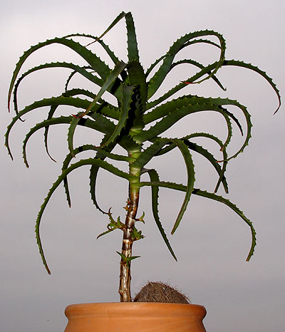 05julioaloearborescens2.jpg