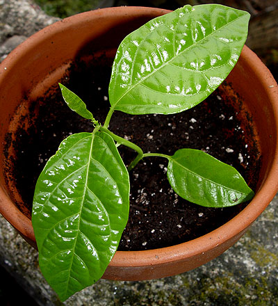 05juliopassifloraedulis.jpg