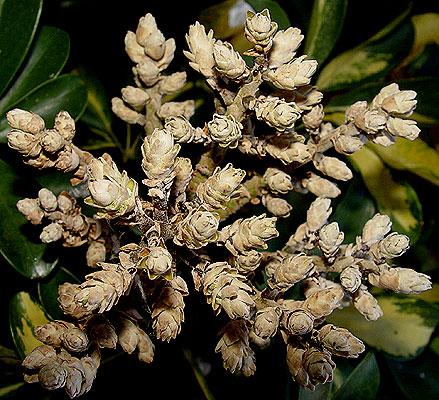 05julioschefflera3.jpg