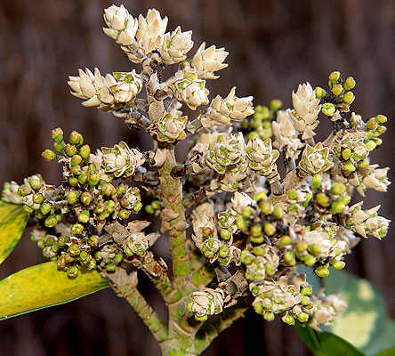 05julioschefflera4.jpg