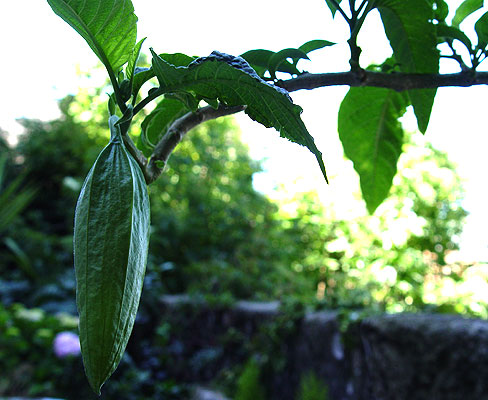 05junio-brugmansia2.jpg