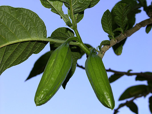 05junio-brugmansia3.jpg