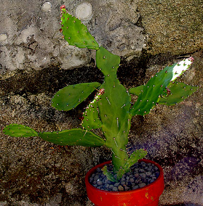 05junioopuntiamonacantha.jpg