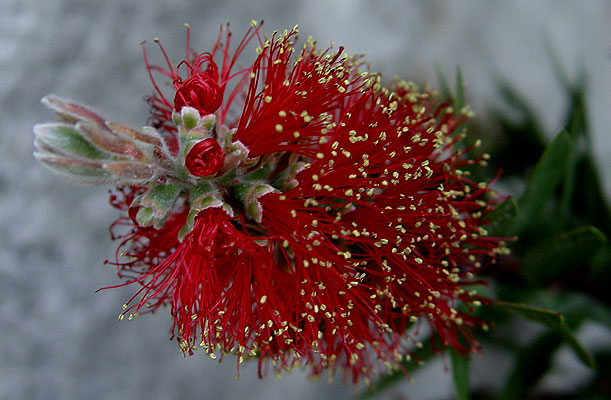05mayo-callistemon4.jpg