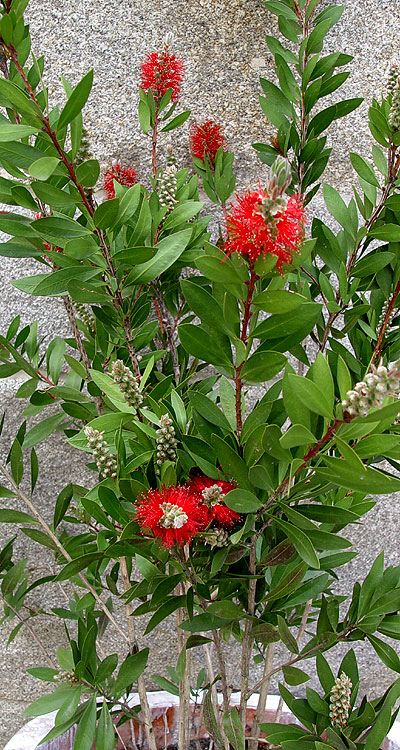 05mayo-callistemon6.jpg