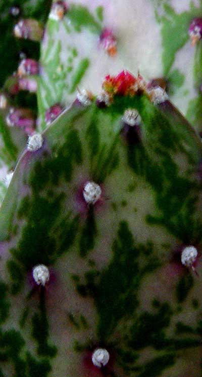 05mayo-opuntia-monacanthaho.jpg