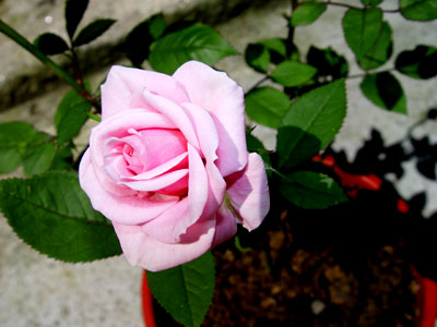 05mayo-rosalrosa%7E0.jpg