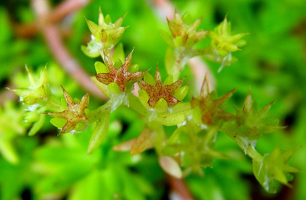 05mayo-sedum-x2.jpg