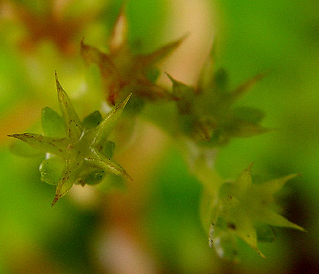 05mayo-sedum-x3.jpg