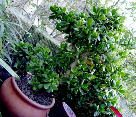05nov%20crassula%20arborescens.jpg