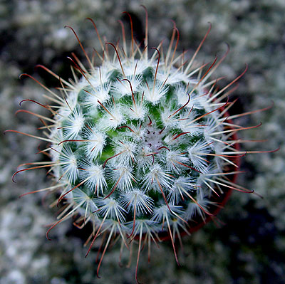 05nov-cactusx.jpg