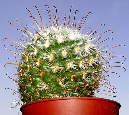 05nov-cactusx2.jpg