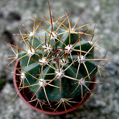 05nov-cactusx3.jpg