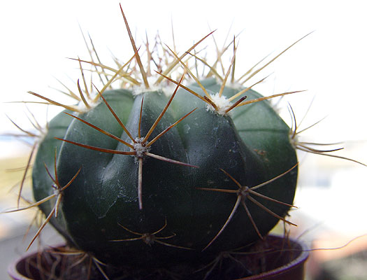 05nov-cactusx4.jpg